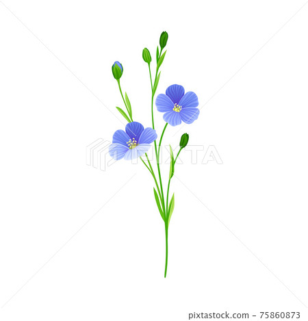 Blue Flax or Linseed Flowers with Five Petals as Cultivated Flowering Plant Specie Vector Illustration 75860873