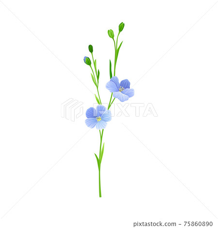 Blue Flax or Linseed Flowers with Five Petals as Cultivated Flowering Plant Specie Vector Illustration 75860890