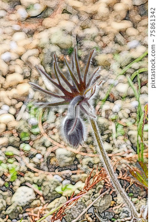 朝陽下生機勃勃的“衝草”彩色鉛筆劃風 75861342