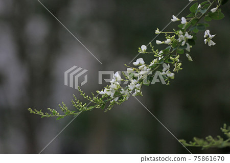 Bush clover Bush clover 75861670