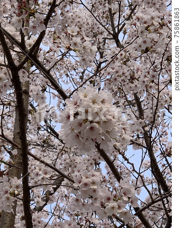 Cherry blossoms signal the beginning of spring Cherry blossoms signal the beginning of spring 75861863