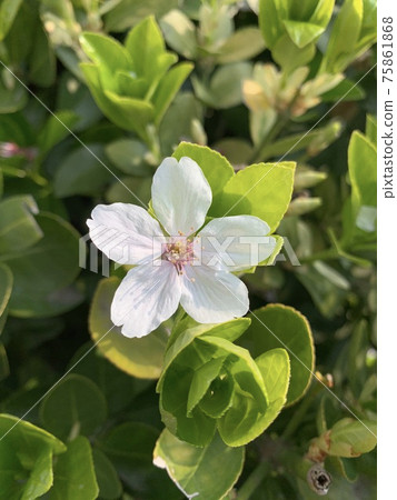 Cherry blossoms that fell as buds Cherry blossoms that fell as buds 75861868