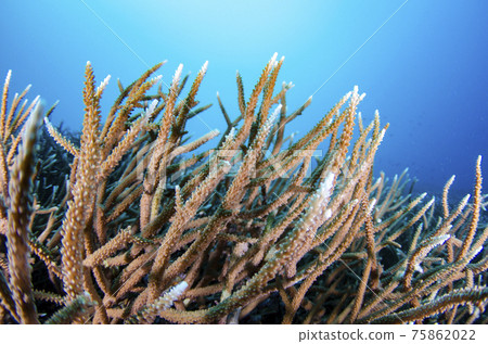 小笠原群島、父島、製冰海岸杉木綠石 1 75862022