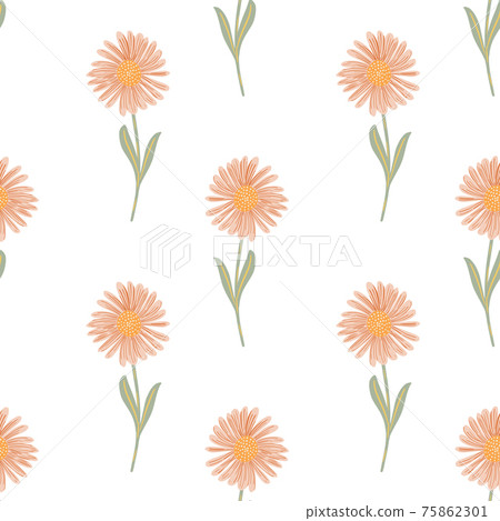 Isolated seamless pattern with pink colored chrysanthemum flowers print. White background. Doodle backdrop. Isolated seamless pattern with pink colored chrysanthemum flowers print. White background. Doodle backdrop. 75862301
