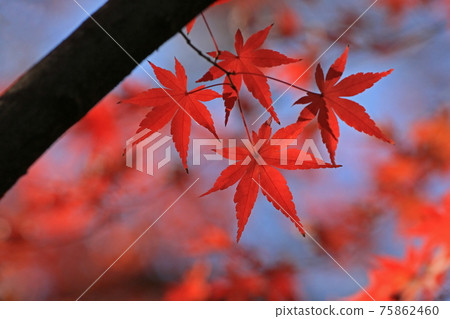 Autumn leaves Autumn leaves 75862460