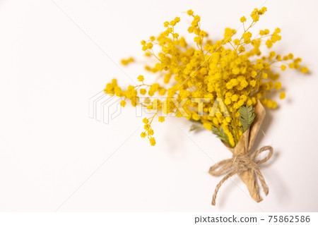 Mimosa Mimosa 75862586