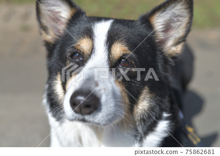 Face up of a black Corgi dog with distant eyes during a walk Face up of a black Corgi dog with distant eyes during a walk 75862681
