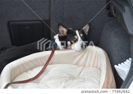 Luggage room of pet dog specification car and black corgi dog 75862682