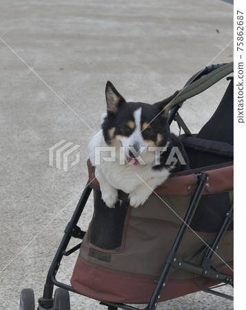 一隻黑色的柯基犬微笑著從狗車裡探出身子 沒有等到到達目的地 照片素材 圖片 圖庫