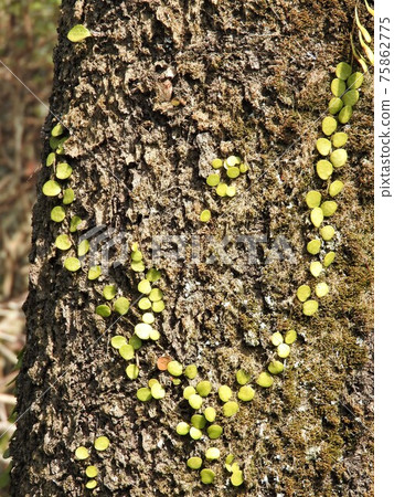 "Mamezuta" that grows on the surface of trees "Mamezuta" that grows on the surface of trees 75862775