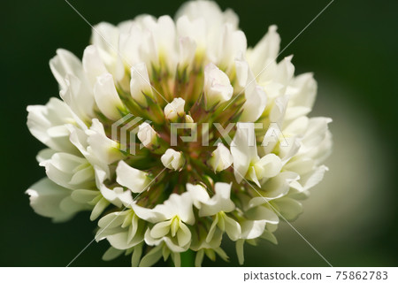 Close-up photo of white clover (macro photography) Close-up photo of white clover (macro photography) 75862783