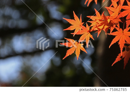 Autumn leaves Autumn leaves 75862785