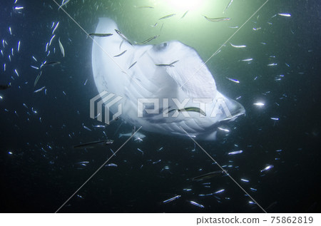 馬爾代夫夜潛蝠鱝和銀色條紋圓鯡魚群。15 75862819