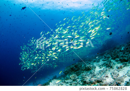 一群馬爾代夫孟加拉鯛魚。2 75862828