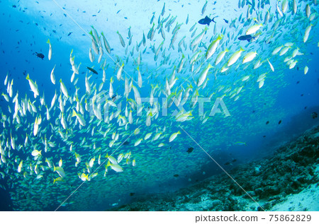 一群馬爾代夫孟加拉鯛魚。3 75862829