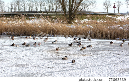 Ducks are sitting on a frozen lake 75862889