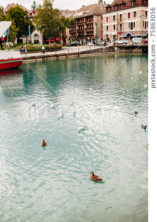 Annecy lake water channel bay with ducks view to marina from Annecy city 75863056