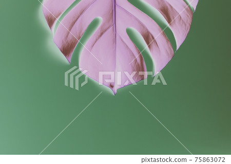Monstera palm pink leaf on green background. Inverted colors Monstera palm pink leaf on green background. Inverted colors 75863072