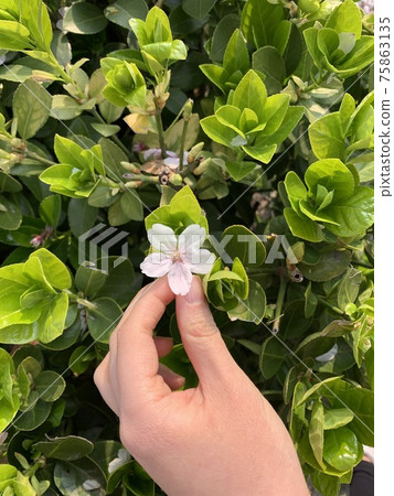 Natural hide-and-seek of fallen cherry blossoms Natural hide-and-seek of fallen cherry blossoms 75863135