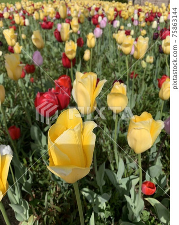 黃色紅色明亮的春天花鬱金香 75863144