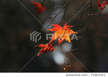 Autumn leaves Autumn leaves 75863421