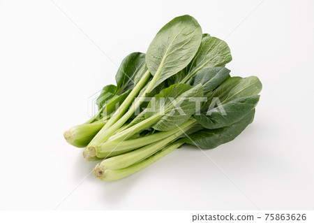 小松白背景影棚拍攝 小松白背景影棚拍攝 75863626