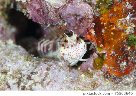 Okinawa, Montsuki frog, dorsal fin spreading scene. 1 Okinawa, Montsuki frog, dorsal fin spreading scene. 1 75863640