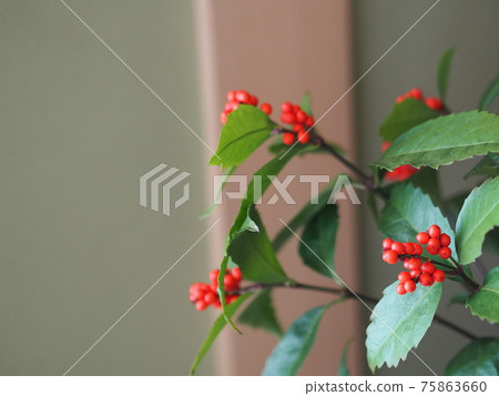 日式房間和千菱(紅果) 日式房間和千菱(紅果) 75863660