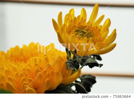Shoji and chrysanthemum (up) 75863664