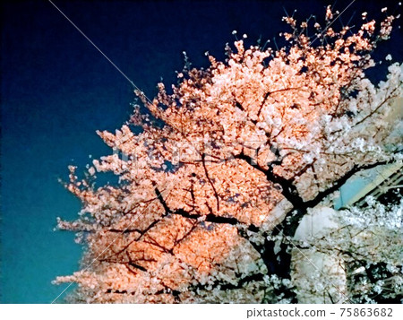 隅田川沿岸的夜櫻 隅田川沿岸的夜櫻 75863682