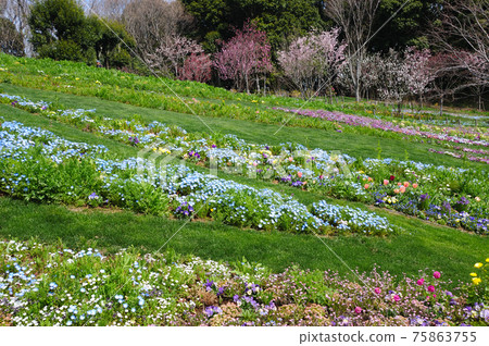full山花園開滿了春天的花朵 full山花園開滿了春天的花朵 75863755