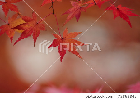 Autumn leaves Autumn leaves 75863843