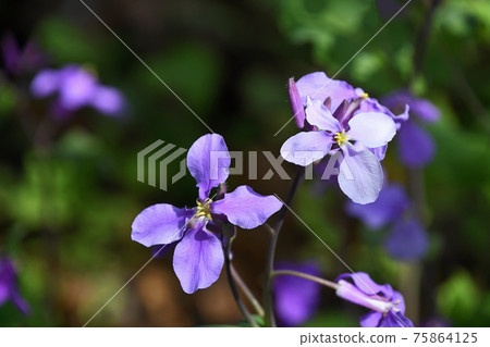 Murasakihanana (purple green flowers) Murasakihanana (purple green flowers) 75864125