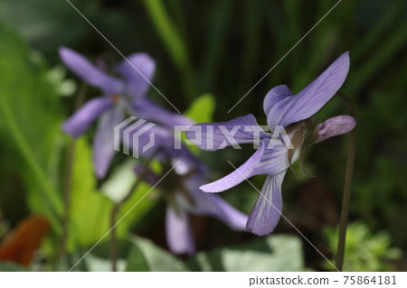 Natural plant Viola japonica blooms from March to April. The long and narrow distance stands out 75864181
