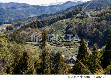 Kyoto Wadai's tea plantation 75864259