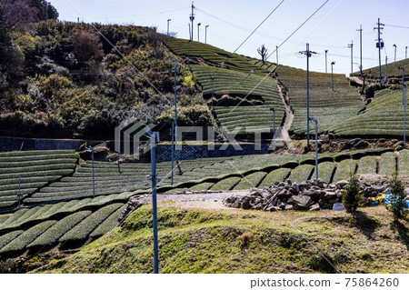 Kyoto Wadai's tea plantation 75864260