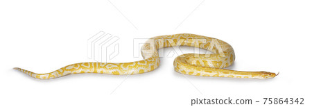 Burmese Python on white 75864342