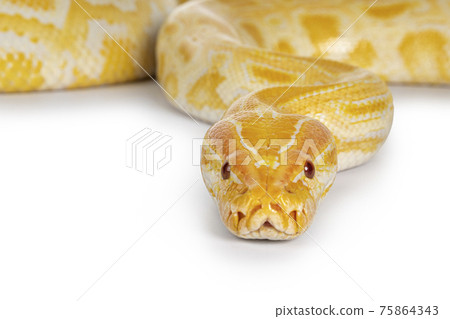 Burmese Python on white 75864343