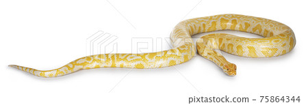 Burmese Python on white 75864344