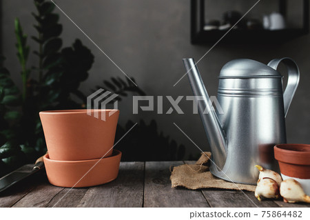 Ceramic pots on an old gray wooden table, tulip bulbs, watering can 75864482