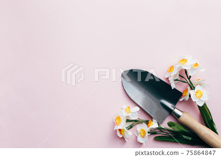 Spring Daffodils with small garden shovel. Pink background 75864847