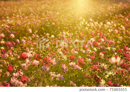 Cosmos of Lake Oko lake 75865055