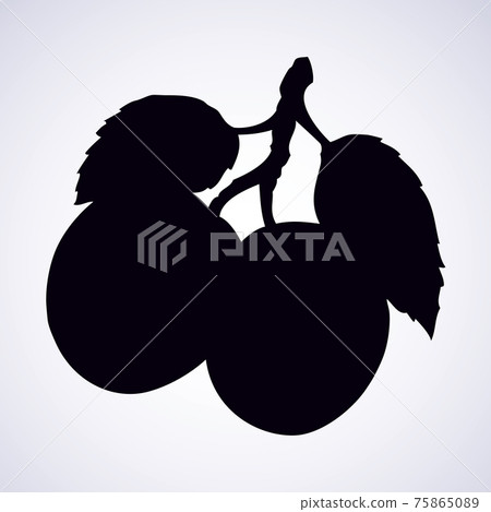 Plum, vector illustration Plum, vector illustration 75865089