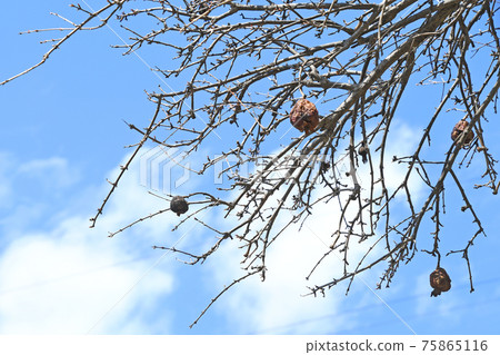 Pomegranate winter buds and dried fruits 75865116
