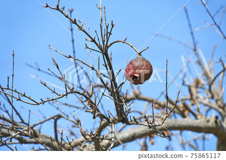 Pomegranate winter buds and dried fruits 75865117