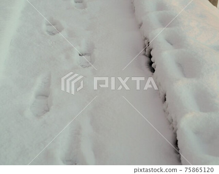 留在積雪中的腳印 75865120
