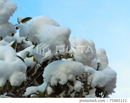 樹上的雪和藍天 樹上的雪和藍天 75865121