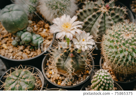 Cactus flowers, Gymnocalycium mihanovichii with white flower is blooming on pot, Succulent, Cacti, Cactaceae, Tree, Drought tolerant plant. Cactus flowers, Gymnocalycium mihanovichii with white flower is blooming on pot, Succulent, Cacti, Cactaceae, Tree, Drought tolerant plant. 75865375