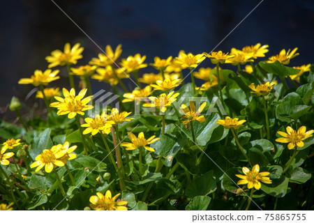 遙龍京卡 遙龍京卡 75865755