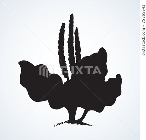 Plantain. Vector drawing Plantain. Vector drawing 75865943